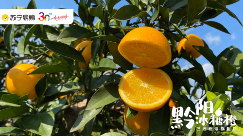 袁隆平力荐的湖南黔阳冰糖橙，苏宁超市原产地直采