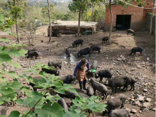 餐桌上闯入一头半草半粮猪 所有人放心的拿起了筷子
