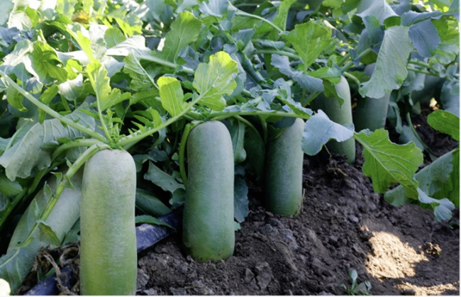 新鲜原产直销保障民生 “菜篮子”，苏宁和寿光这样合作