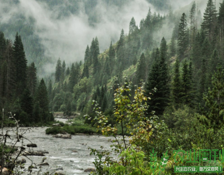 浈江油茶，难舍的茶油情怀