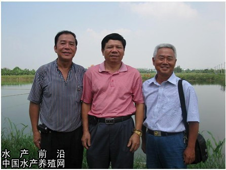 水产养殖新品种“翡翠斑”市场反映不错