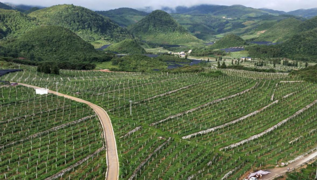 践行西畴精神，科技助力西畴县猕猴桃产业扶贫