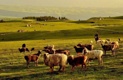 众牧助力内蒙古扶贫，荣获“羊产业乡村振兴品牌大使”！