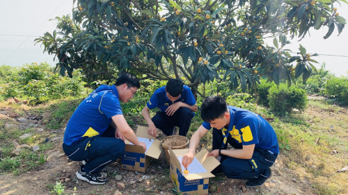 枇杷正当时，德邦快递积极助力“东山枇杷”走出产地