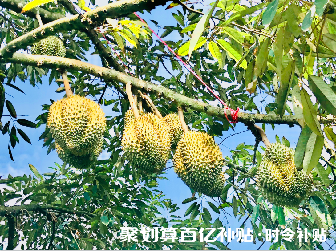 聚划算百亿补贴推“时令补贴” ，"贵族水果"变"平民水果"